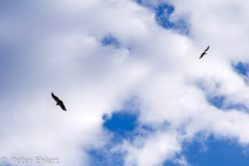 Condor  Grand Canyon Village Arizona USA by Peter Ehlert in Grand Canyon South Rim