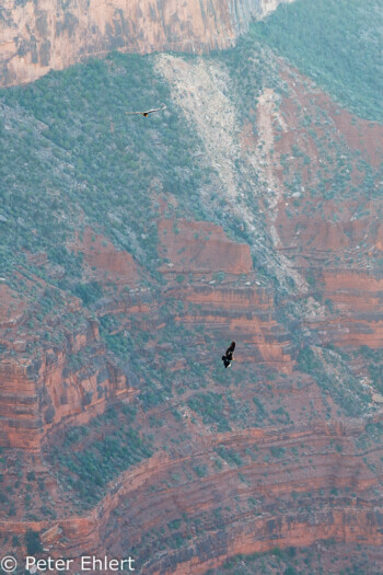 Condor  Grand Canyon Village Arizona USA by Peter Ehlert in Grand Canyon South Rim