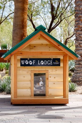 Hundehütte  Las Vegas Nevada USA by Peter Ehlert in Las Vegas Stadt und Hotels