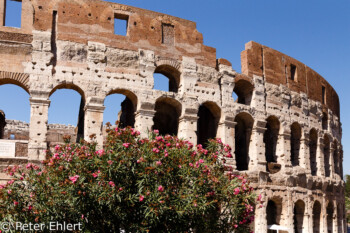 Colosseum mit Oleanderbusch  Roma Latio Italien by Peter Ehlert in Rom - Colosseum und Forum Romanum