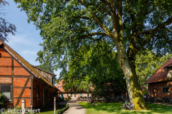 Hof mit Cafégarten  Faßberg Niedersachsen Deutschland by Peter Ehlert in Lüneburger Heide