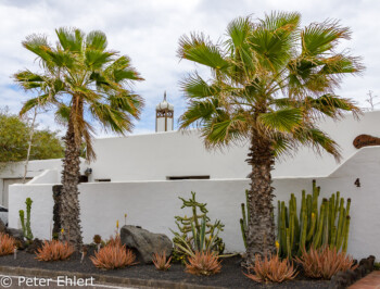 Palmen vor Wohnhaus  Costa Teguise Canarias Spanien by Peter Ehlert in LanzaroteCostaTeguise