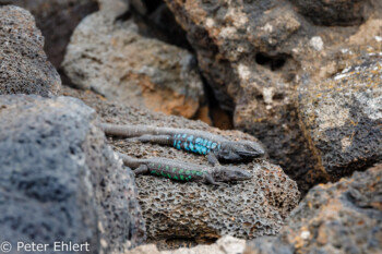 Salamander  Haría Canarias Spanien by Peter Ehlert in LanzaroteCueva