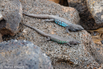 Salamander  Haría Canarias Spanien by Peter Ehlert in LanzaroteCueva