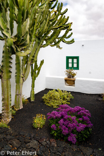 Garten  Teguise Canarias Spanien by Peter Ehlert in LanzaroteFundacion