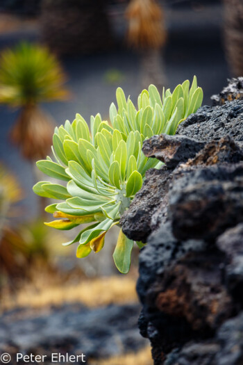 Pflanze in Lava  Teguise Canarias Spanien by Lara Ehlert in LanzaroteFundacion