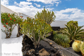 Bepflanzung auf der Terrasse  Teguise Canarias Spanien by Peter Ehlert in LanzaroteFundacion