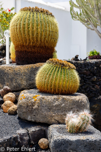 Bepflanzung auf der Terrasse  Teguise Canarias Spanien by Peter Ehlert in LanzaroteFundacion