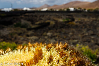 Kaktus und Lavafeld  Teguise Canarias Spanien by Peter Ehlert in LanzaroteFundacion