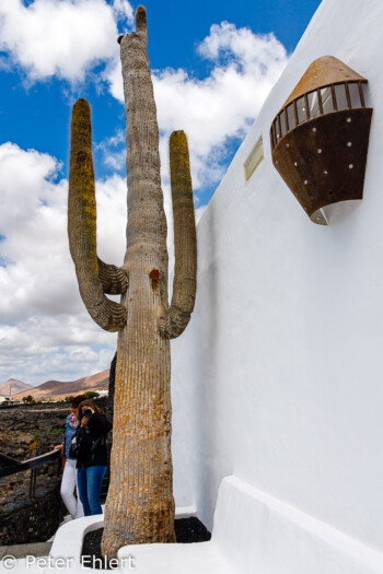 Kaktus und Mauer  Teguise Canarias Spanien by Peter Ehlert in LanzaroteFundacion