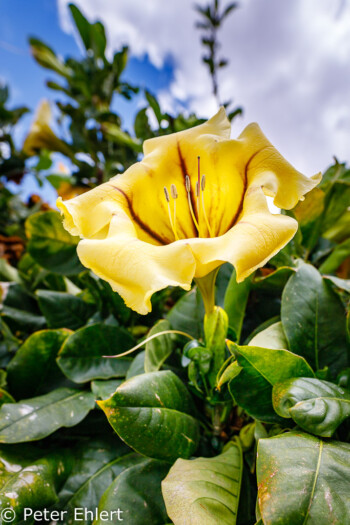 Gelbe Blüte  Teguise Canarias Spanien by Peter Ehlert in LanzaroteFundacion