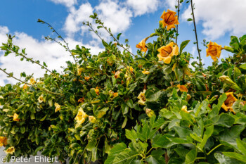 Busch mit gelben Blüten  Teguise Canarias Spanien by Peter Ehlert in LanzaroteFundacion