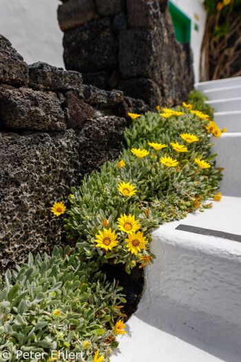 Treppe mit gelben Bodendeckern  Teguise Canarias Spanien by Peter Ehlert in LanzaroteFundacion