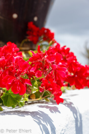 Rote Blüten  Teguise Canarias Spanien by Lara Ehlert in LanzaroteFundacion
