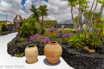Garten  Teguise Canarias Spanien by Peter Ehlert in LanzaroteFundacion