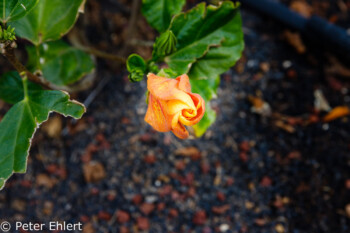 Hibiskusblüte  Costa Teguise Canarias Spanien by Peter Ehlert in LanzaroteHotels