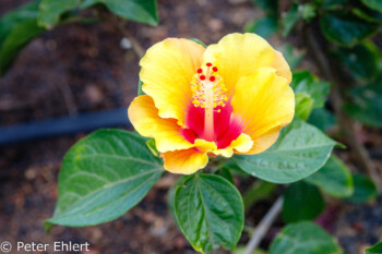 Hibiskusblüte  Costa Teguise Canarias Spanien by Peter Ehlert in LanzaroteHotels