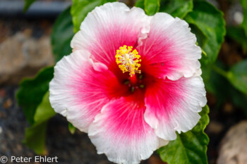 Hibiskusblüte  Costa Teguise Canarias Spanien by Peter Ehlert in LanzaroteHotels