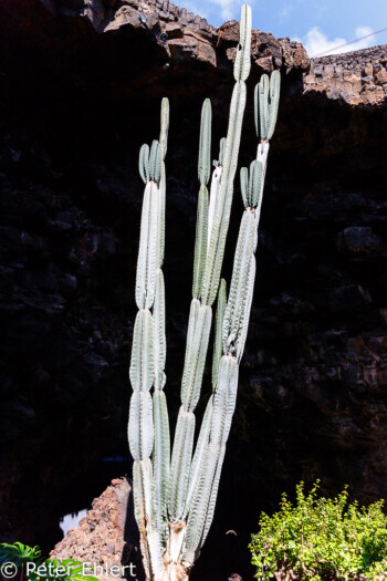 Kaktus am Eingang zur Höhle  Haría Canarias Spanien by Peter Ehlert in LanzaroteJameos