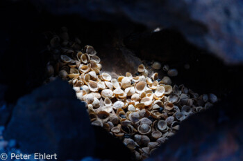 Muscheln zwischen Steinen  Haría Canarias Spanien by Peter Ehlert in LanzaroteJameos