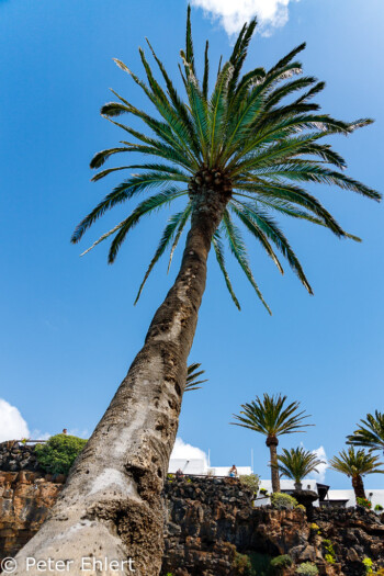 Palme  Haría Canarias Spanien by Peter Ehlert in LanzaroteJameos