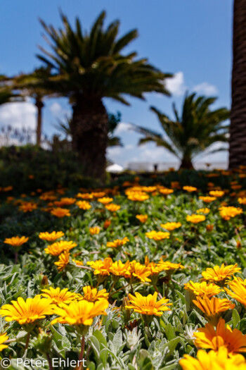 Gelbe Blüten und Palmen  Haría Canarias Spanien by Peter Ehlert in LanzaroteJameos