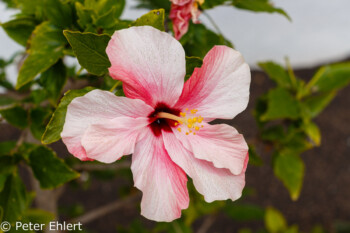 Hibiskusblüte  Nazaret Canarias Spanien by Lara Ehlert in LanzaroteLagomar