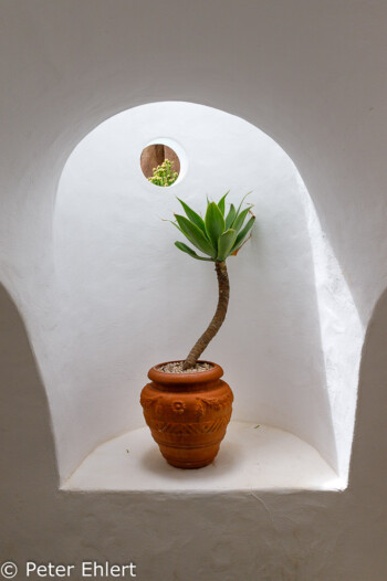 Pflanze in Lichtschacht  Nazaret Canarias Spanien by Peter Ehlert in LanzaroteLagomar