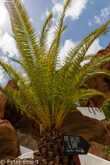 Palme mit Hinweisschild  Nazaret Canarias Spanien by Peter Ehlert in LanzaroteLagomar