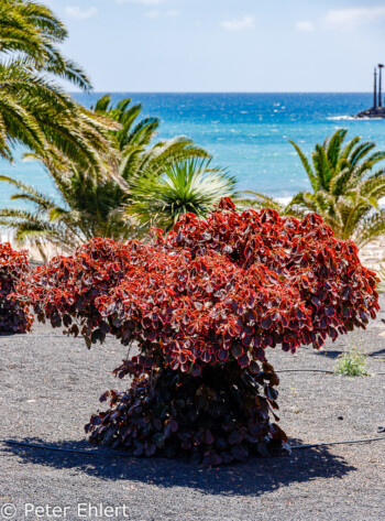 Busch mit roten Blättern  Costa Teguise Canarias Spanien by Peter Ehlert in LanzarotePlayaCucharas