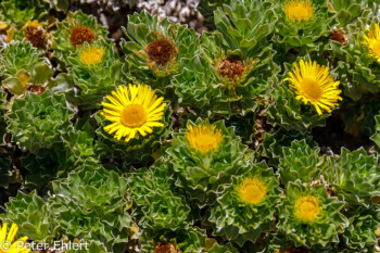 Gelbe Blüte, gezacktes Blatt  Costa Teguise Canarias Spanien by Peter Ehlert in LanzarotePlayaCucharas