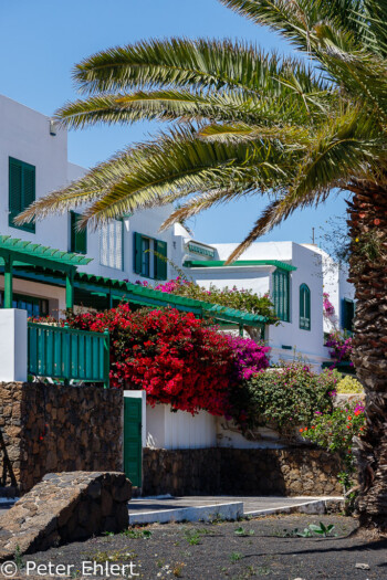 Bougainvillea an Ferienhaus  Costa Teguise Canarias Spanien by Peter Ehlert in LanzarotePlayaCucharas