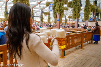 Bedienung mit Maßkrügen  München Bayern Deutschland by Peter Ehlert in WiesnWorkshop2018