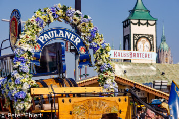 Paulaner Bierwagen  München Bayern Deutschland by Peter Ehlert in WiesnWorkshop2018