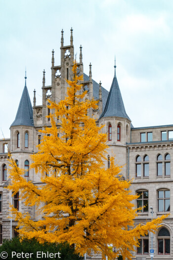 Baum vor Rathaus  Braunschweig Niedersachsen Deutschland by Peter Ehlert in BS-Dom