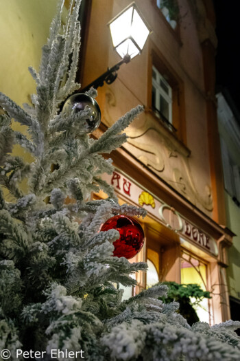 Tanne und Café  Colmar Département Haut-Rhin Frankreich by Peter Ehlert in Elsass-Winter