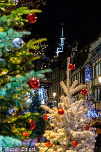 Tannenbäume  Colmar Département Haut-Rhin Frankreich by Peter Ehlert in Elsass-Winter