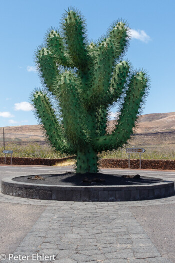 Stahlkaktus  Guatiza Canarias Spanien by Lara Ehlert in LanzaroteCactus