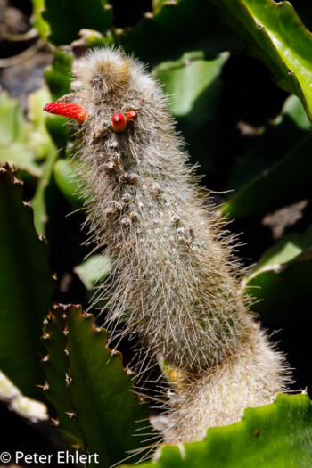 Cleistocactus buchtienii  Guatiza Canarias Spanien by Peter Ehlert in LanzaroteCactus