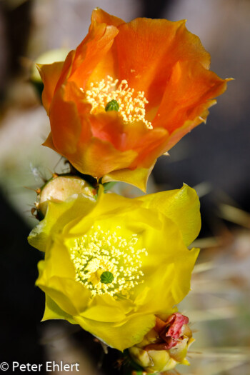 Zwei Blüten  Guatiza Canarias Spanien by Peter Ehlert in LanzaroteCactus