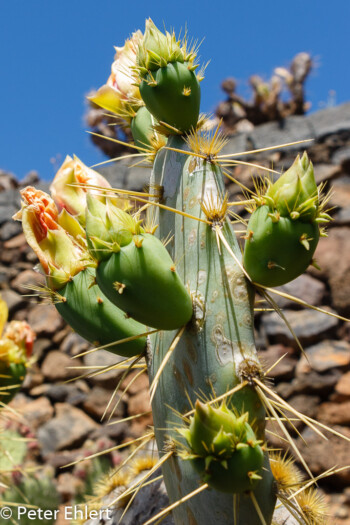 Fruchtstände und Blüten  Guatiza Canarias Spanien by Lara Ehlert in LanzaroteCactus