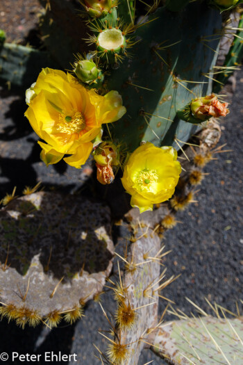 Fruchtstände und Blüten  Guatiza Canarias Spanien by Peter Ehlert in LanzaroteCactus