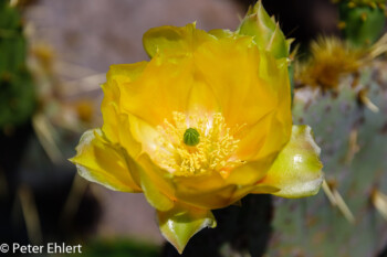 Gelbe Blüte  Guatiza Canarias Spanien by Peter Ehlert in LanzaroteCactus