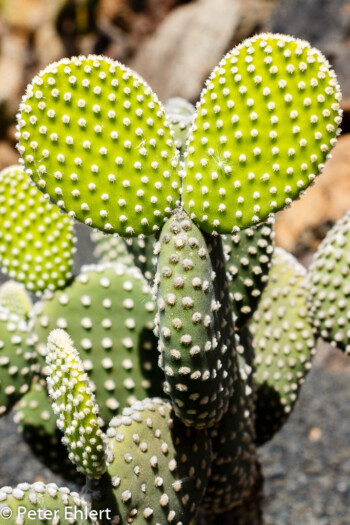 Eselsohr Kaktus  Guatiza Canarias Spanien by Lara Ehlert in LanzaroteCactus