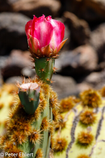 Rote Blüte  Guatiza Canarias Spanien by Peter Ehlert in LanzaroteCactus