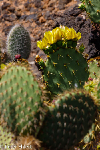 Gelbe Blüten  Guatiza Canarias Spanien by Peter Ehlert in LanzaroteCactus