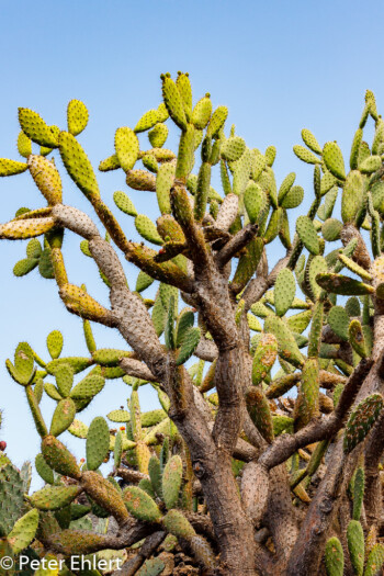 Hochgewachsener Kaktus  Guatiza Canarias Spanien by Peter Ehlert in LanzaroteCactus