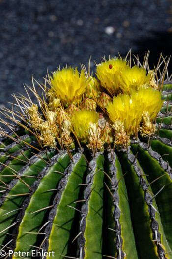 Marienkäfer auf gelber Blüte  Guatiza Canarias Spanien by Peter Ehlert in LanzaroteCactus