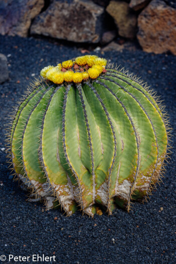 Ferocactus Schwarzii  Guatiza Canarias Spanien by Peter Ehlert in LanzaroteCactus