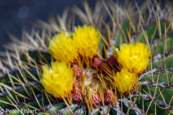 Gelbe Blüten  Guatiza Canarias Spanien by Peter Ehlert in LanzaroteCactus